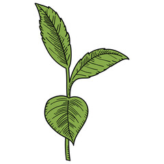 Hand drawn cartoon branch with green leaves on white background.