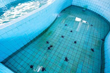 Sea turtle hatchlings at nursery conservation center pool