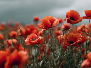 Obraz premium Field of Red Poppies in Full Bloom Under a Cloudy Sky
