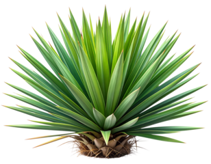 Detailed digital illustration of a yucca plant with layered green leaves, isolated on transparent background PNG