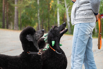 Elegant black poodle dogs on a walk with owner in the park on leash