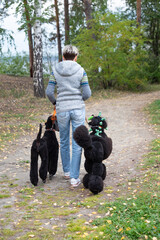 Three black poodles and their owner walking in the park on a sunny day