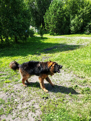 German shepherd dog in nature, in the forest. Wet fur, shaking off, open mouth