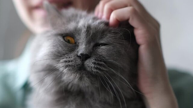 Close-up shot of a woman petting her cute gray fluffy cat while holding him in her arms.