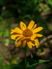 Bright Yellow Arnica Flower Blooming in Sunlight
