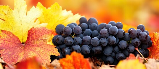 A vibrant cluster of ripe red and green grapes hangs from a leafy vine in a sun-drenched vineyard, ready for harvest to become wine