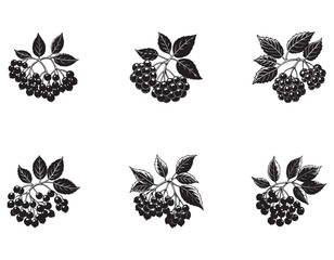 Naklejka premium Simple Chokeberry Illustration – White Background