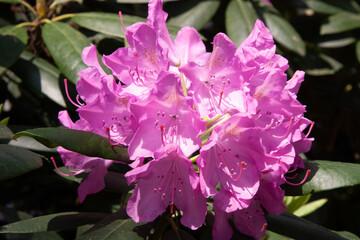 Beautiful pink Rhododendron flowers in the park. Beautiful pink inflorescences illuminated by the sun isolated on a dark background with green leaves.