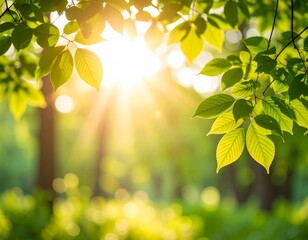 Obraz premium Sunlit Green Leaves in a Forest A Stunning Nature Photograph