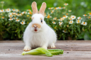 Bunny easter fluffy rabbit eating food, vegetables, carrots, baby corn on green garden nature flowers background on sunny day, Lovely mammal with bright eyes in nature life. Symbol of easter day.
