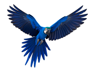 Blue Macaw Flying Toward Camera with Beak Open — Transparent PNG