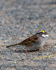 White-throated sparrow on the sand, eating, close-up grey sand, yellow feathers
