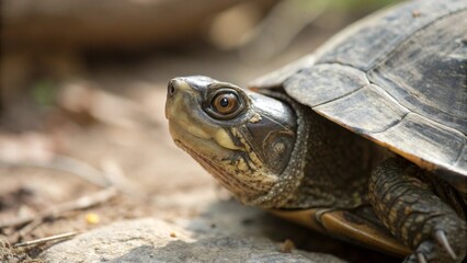 Obraz premium Turtle, sharp and realistic, Photo, Natural light.