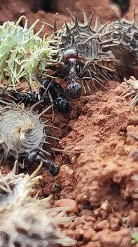  Messor barbarus. Una colonia de hormigas. Hormiga soldado. Hormiga recolectora de semillas. Hormiga granivora europea. 