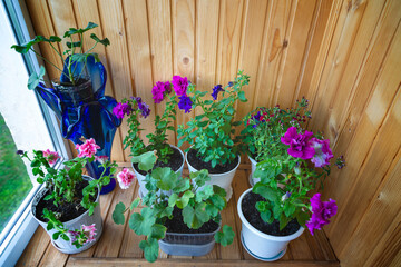 Various houseplants on a wooden windowsill on the porch, a veranda with blooming houseplants,...