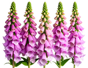 Untitled design - Top View of Foxglove Flower Stems – Minimalist Flat Lay PNG