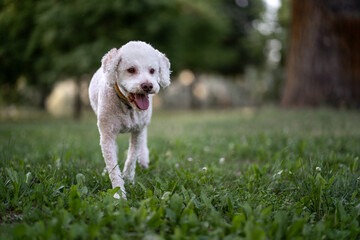 Happy lagotto romagnolo walking through lush green grass in a sunny park during early afternoon
