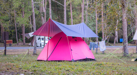 Colorful Camping Tent in Pine Forest at a Nature Park
