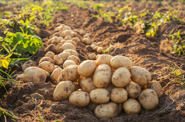 Fresh Potatoes on field.Harvesting organic potatoes.