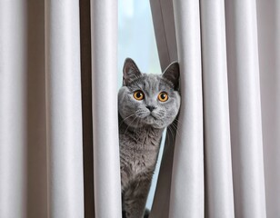 Grey cat peeking through curtains