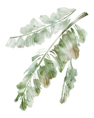 Watercolor plant banana leaf combination illustration