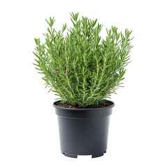 A potted rosemary plant healthy green herb in a dark gray pot