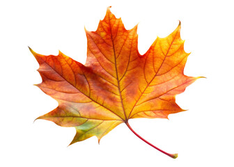  autumn leaf  isolated on white background PNG , AI GENERATED