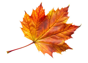 Fototapeta premium autumn leaf isolated on white background PNG , AI GENERATED