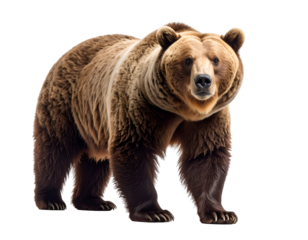 A powerful grizzly bear stands tall, its gaze fixed forward, embodying wild strength.