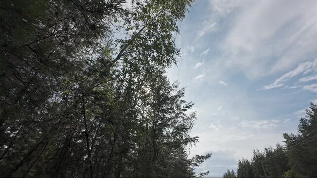 The sun is shining in the forest after the rain
