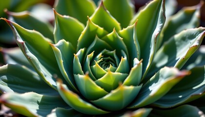 an artistic close up of a succulent plant with spiky leaves.
