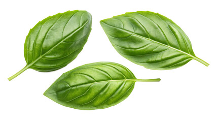 Vibrant green basil leaves with intricate vein patterns are isolated on transparent background, showcasing their freshness