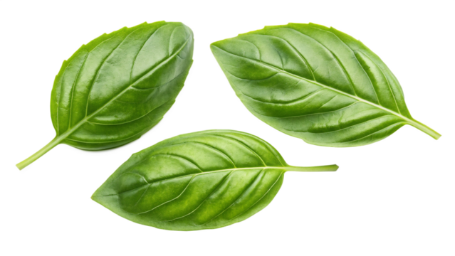 Vibrant green basil leaves with intricate vein patterns are isolated on transparent background, showcasing their freshness