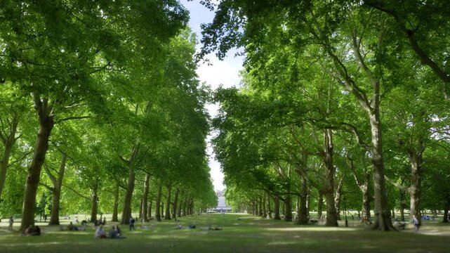 Avenue of plane trees in Green Park, London.
People enjoying a hot summer day under plane trees in Green Park.

