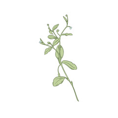 Bloom floral vector illustration isolated on white background