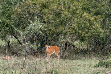 Frightened female impala among green bushes.