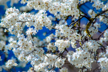 Cherry blossom branch in the garden in spring
