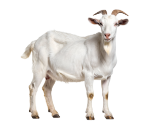 A majestic white goat with impressive horns stands gracefully, looking directly at the viewer.
