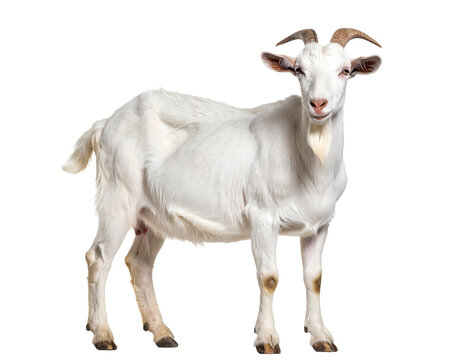 A majestic white goat with impressive horns stands gracefully, looking directly at the viewer. - Powered by Adobe