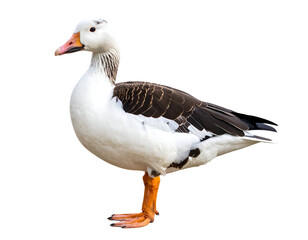 Fototapeta premium A striking domestic goose with vibrant orange feet and distinctive white and brown plumage stands gracefully.