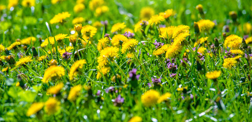Fototapeta premium Yellow dandelions blooming on grass background 