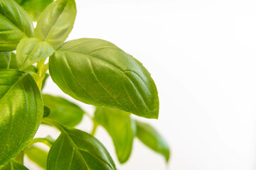 Bright green fresh basil leaves in focus on light background, close-up macro of herb foliage for culinary or botanical uses