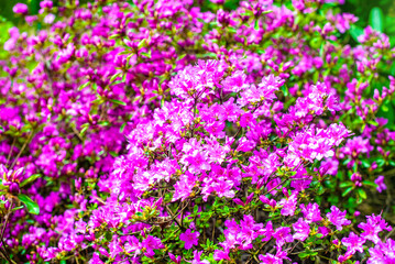 purple rhododendron blooms in the Botanical garden
