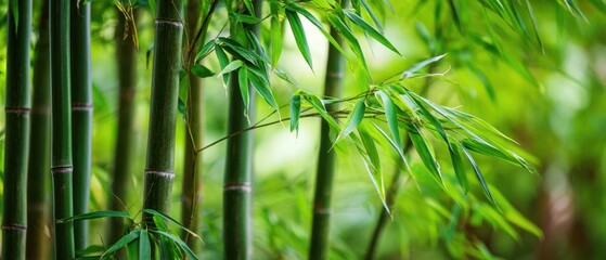 The vibrant green bamboo swaying gently in a tranquil natural setting.