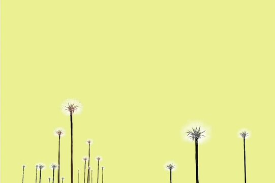 the process of drawing a dandelion flower garden with a cloudy sunset sky background