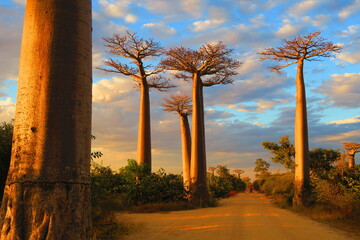 Obraz premium Baobab Trees, Baobab Avenue, Madagascar