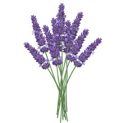 Naklejka premium Bunch of Purple Lavender Flowers – Tranquil Atmosphere and Elegant Floral Design, Isolated on White or Transparent Background