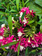 Close-up view of a cluster of flowers, showcasing the intricate details and soft hues of the blossoms.  A true testament to the beauty of the natural world.