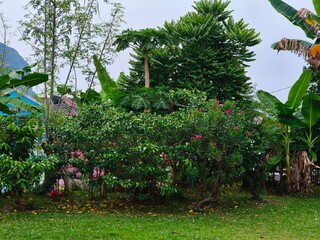 Nature's artistry is on full display in this lush garden.  A breathtaking display of life and color.