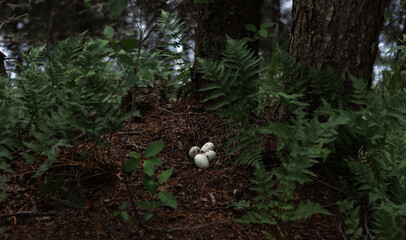 Four speckled bird eggs resting gently in a ground nest, surrounded by lush ferns and vibrant forest foliage, create a peaceful and serene natural scene in the heart of the woods. © Александр Лебедько